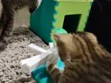 Turning cat toy-2