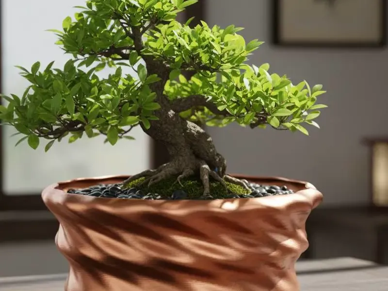 Maceta Bonsai con plato
