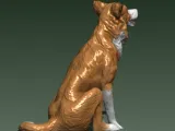 BORDER COLLIE-5