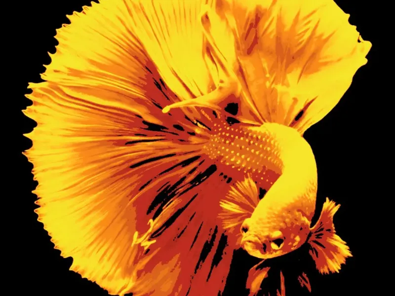 Betta - Canvas Multicolor