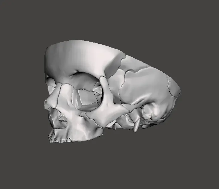 CRÁNEO HUECO DETALLADO / DETAILED HOLLOW SKULL