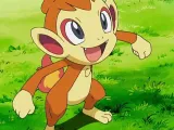 Chimchar-0