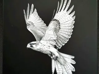 Falcon
