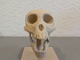Череп Proconsul africanus - Образовательная модель и подставка 🦴💀-3