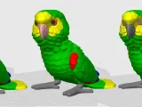 Amazon Parrot-9