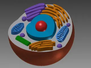 animal cell 
