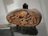 Theropod Embryo Fossil-2