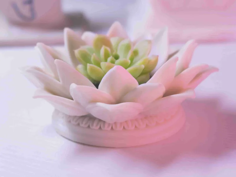 POT DE LOTUS POUR SUCCULENTES