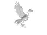 Eagle Skeleton Anatomy – Highly Detailed Bird Skeletal Model-2