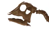 Hypacrosaurus_Skeleton – Realistic Detailed Hadrosaur Dinosa-6