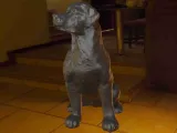 Dog Rottweiler-2