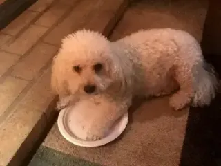 charlie