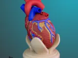 ANATOMIA INIMII PENTRU EDUCAȚIE-4