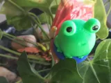 Frog named Rina-1