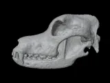 Highly Detailed Dog Skull Separated Parts 3D Printable Model-3