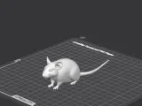Cute rat-0