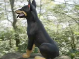 Dog beauceron-6