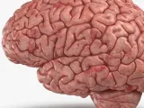 Cerebro modelo 3d-0
