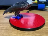 Bald Eagle-1