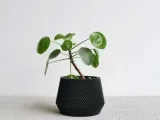 pot plant oslo-1