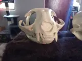 Skull Cat Head-3
