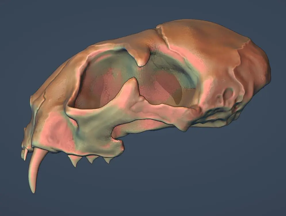 Modèle 3D du crâne de chat