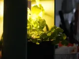 Plant Kitchen Vase-3