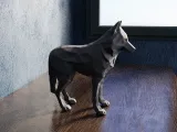 Low Poly Wolf-3