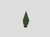 Fluffy Pine Trees-2