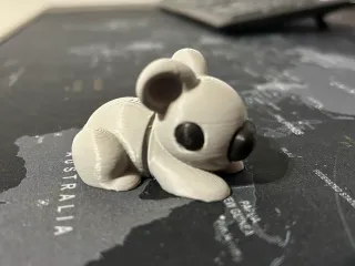 Koala cute