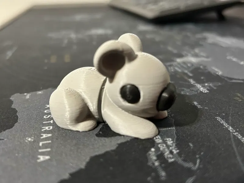 Koala cute