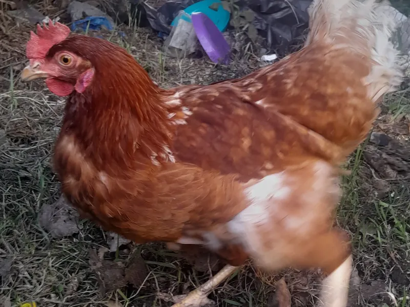 chicken