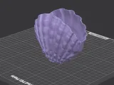 Vase Conch Shell Natural-4