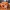 Giant Pumpkin Pet Bed Jack o lantern