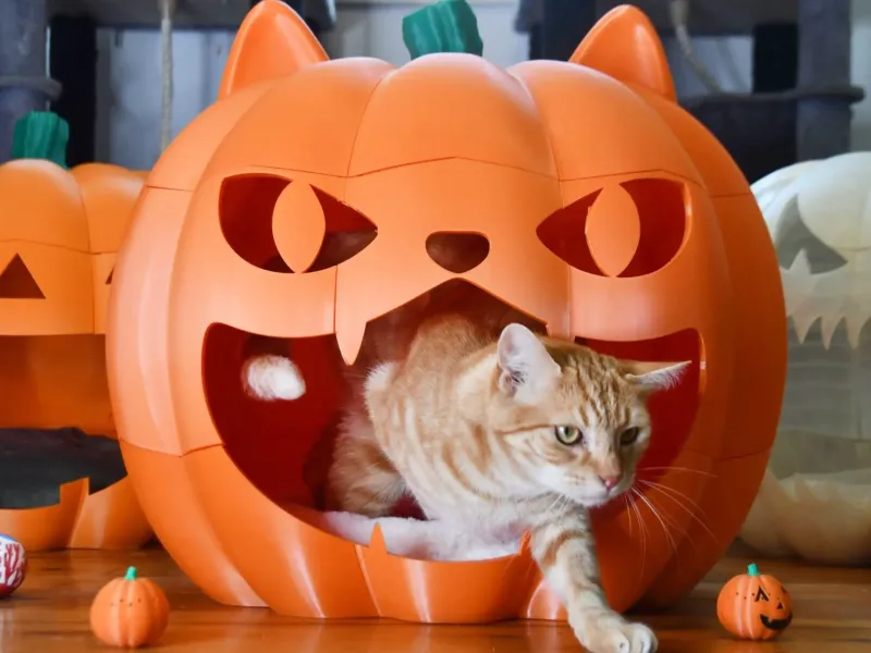 Giant Pumpkin Pet Bed Jack o lantern