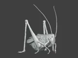 Insect Cricket Assembly Model-2