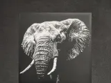 Elephant-1