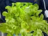 Hydroponic Plant Pot-0