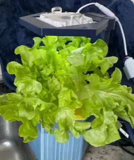 Pot pour plantes hydroponiques