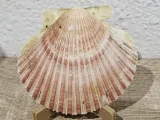 Shell Stand-0