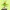 Bellsprout - Pokemon