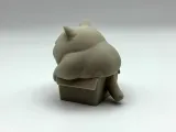 Chonky Box Kitten-1