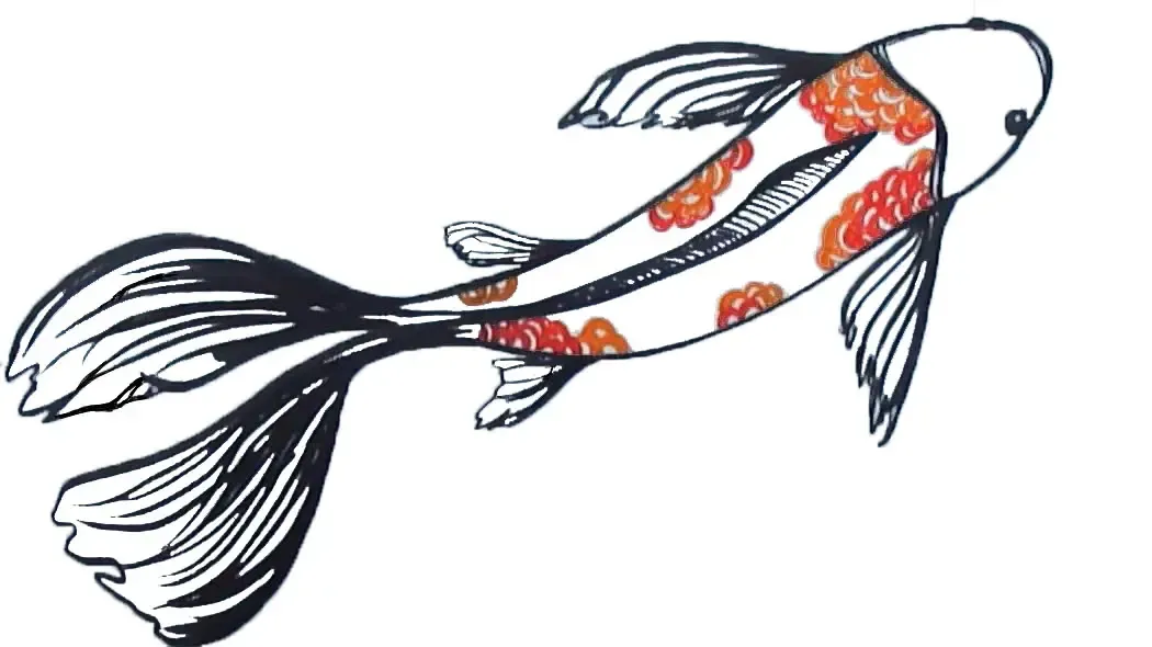 Karpfen Koi 2D
