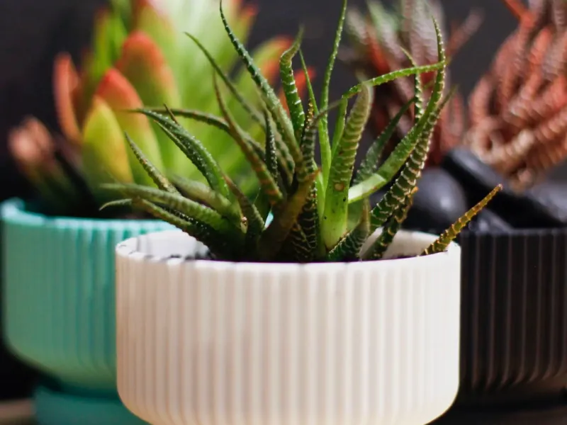 Modern Textured Mini Planter