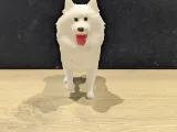 Japanese Spitz-1
