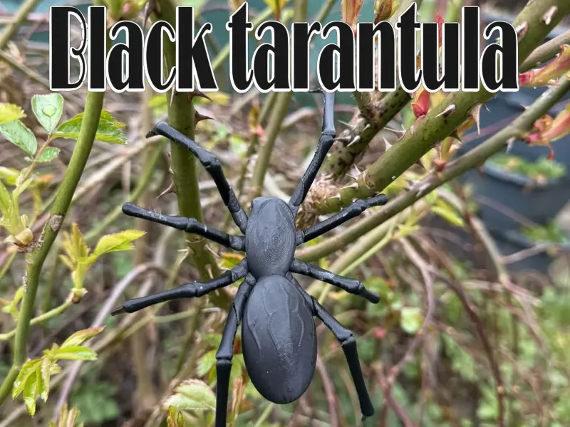 Black tarantula, spider, black widow