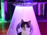 Cama LED para Mascotas de Abducción Alienígena-2