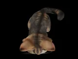 Cute cat-2