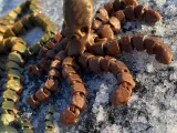 Octopus and Juvenile-4