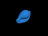seashell bold bead-0